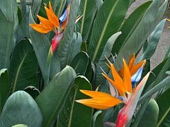 strelitzia